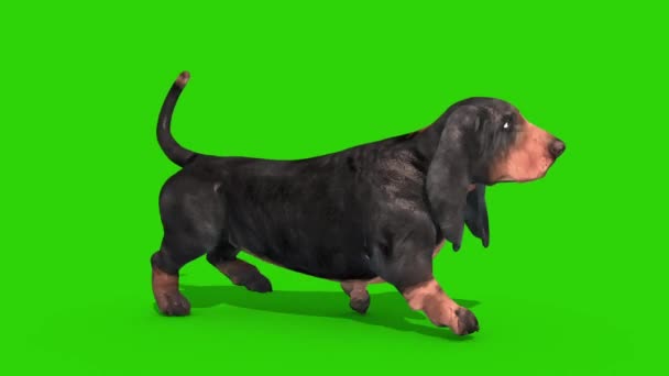 Dachshund Dog Green Screen Walkcycle Loop Renderização Animação Chroma Chave Filmagem De Bancos De Imagens Sem Royalties