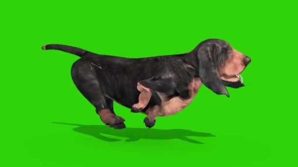 Dachshund Dog Green Screen Runcycle Loop Renderização Animação Chroma Chave Videoclipe