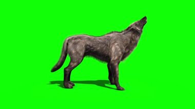 Wolf Howl Yeşil Ekran Tarafı 3B Canlandırma