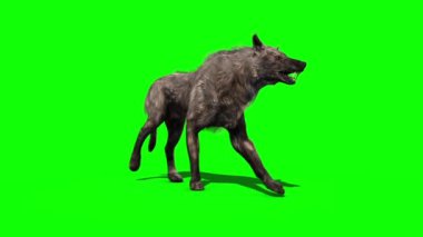 Kurt Yürüyüşü Yeşil Ekran 3B Canlandırma