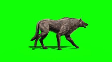 Kurt Yürüyüşü Yeşil Ekran Tarafı 3B Canlandırma