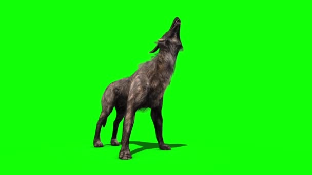 Lobo Aullido Pantalla Verde Renderizado Animación — Vídeos de Stock
