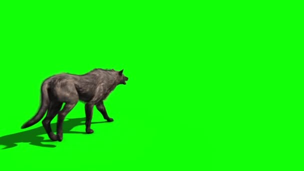 Lobo Camina Pantalla Verde Detrás Renderizado Animación Vídeo De Stock