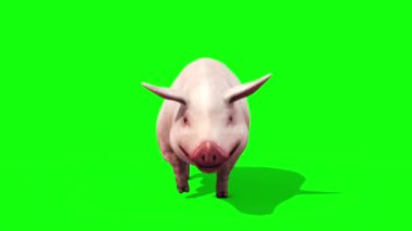 Domuz Çiftliği Yürüyüşü Yeşil Ekran Önü 3D Görüntüleme Döngüsü Animasyonları