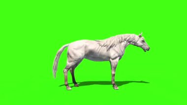 Çılgın Beyaz At Hayvanlar Tarafı Yeşil Ekran 3B Canlandırma