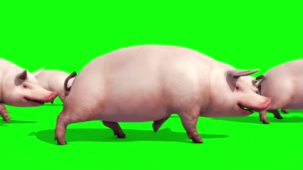 Группа Свиней Животные Фермы Ходить Стороне Зеленый Экран Визуализации Анимации Видеоклип