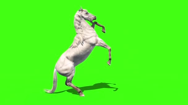 Білий Кінь Атакує Тварин Зелений Екран Сторона Рендеринга Анімації Відеокліп