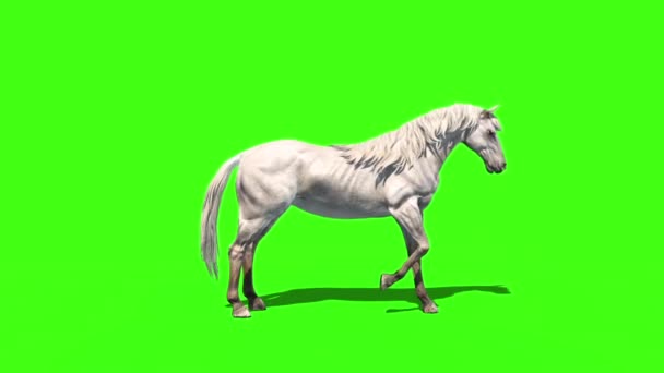 白马动物侧边绿色屏幕3D渲染动画 视频剪辑