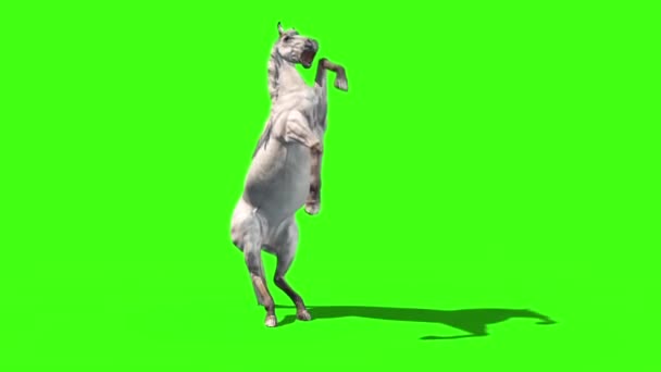 Caballo Blanco Ataca Animales Pantalla Verde Representación Animación Video de stock libre de derechos