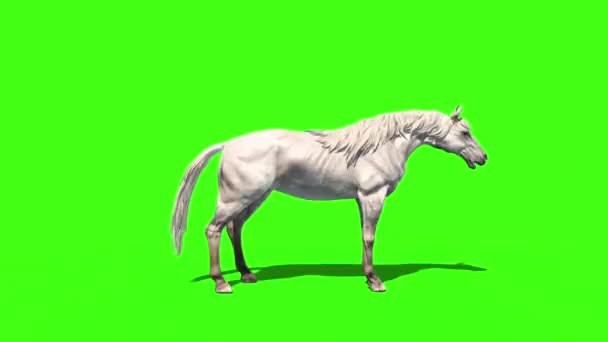 Gekke Witte Paard Dieren Side Green Screen Rendering Animatie Stockvideo