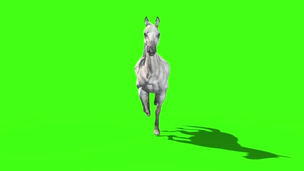 White Horse Runcycle Animals Front Green Screen Rendering Animation — Stock Video