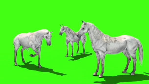 White Horse Prairie Animals Green Screen Rendering Animation — Stock Video