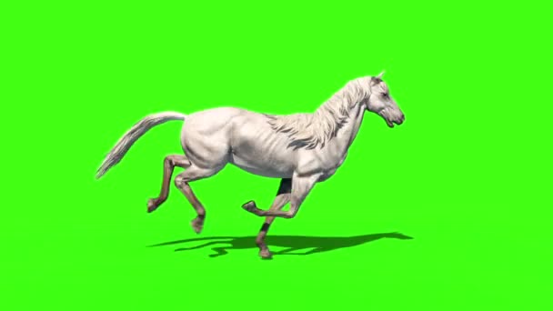 Білий Кінь Біг Цикл Тварин Сторона Зелений Екран Рендеринг Анімація Відеокліп