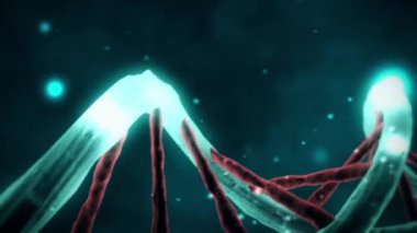 Genetik Kod DNA Yapısı Çift sarmal ortam