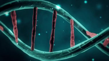 Genetik Kod DNA Yapısı Çift sarmal uzunluğunda