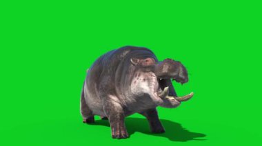 Hippopotamus Saldırısı Yeşil Ekran Önü 3D Hayvan Canlandırması 4K