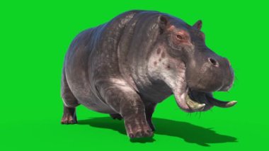 Hippopotamus Yürüyüş Yeşil Ekran Döngüsü Önü 3B Canlandırma 4K