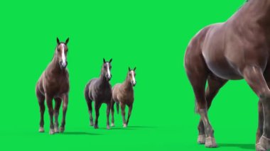 Yeşil Ekran Önünde Yürüyen Atlar Grubu CGI 4K oluşturan 3D Canlandırmalar