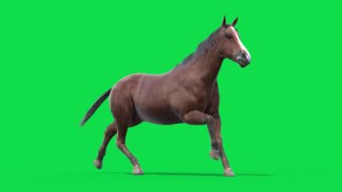 At Döngüsü Yeşil Ekran Hayvanları Döngüsü Önden 3D Canlandırma CGI 4K