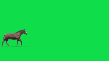 At Yeşil Ekran Tarafında Yürür Hayvanlar 3D Canlandırma CGI 4K