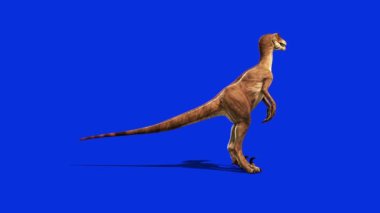 Dinozorlar Velociraptor Yan Jurasik Dünya Tarih Öncesi Etrafına Bakıyor