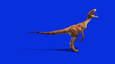 Dinozorlar Velociraptor Kükreyen Yan Jurasik Dünya Tarih Öncesi