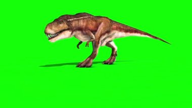 Tyrannosaurus T-Rex Yeşil Ekran 3D Canlandırma
