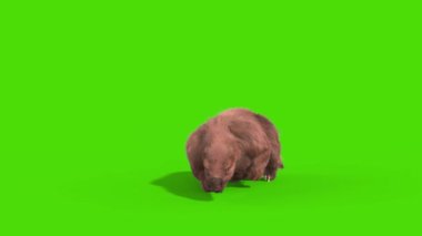 Paramylodon Pleistosen Memeli Ölü Yeşil Ekran 3D Canlandırma