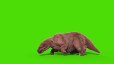 Paramylodon Pleistosen Memeli Ölü Yeşil Ekran 3D Canlandırma