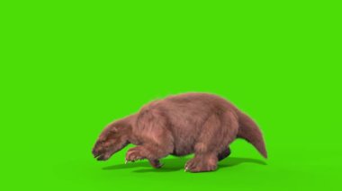 Paramylodon Pleistosen Memeli Kükreyen Yeşil Ekran 3B Canlandırma