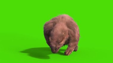 Paramylodon Pleistosen Memeli Yürüme Bisikleti Yeşil Ekran Önü Döngüsü 3B Canlandırma