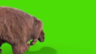 Paramylodon Pleistosen Memeli Yeşil Ekran 3B Canlandırması