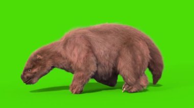 Paramylodon Pleistosen Memeli Yürüme Döngüsü Yeşil Ekran Döngüsü 3B Canlandırma
