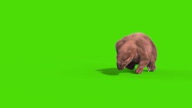 Paramylodon Pleistosen Memeli Yeşil Ekranda Yürür 3B Canlandırma