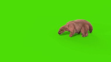 Paramylodon Pleistosen Memeli Yürüyüşü Yeşil Ekran 3B Canlandırma