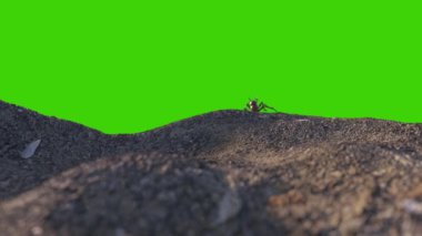 Yeşil Ekran Önünde Yürüyen Karınca Grubu 3D Canlandırma 4K