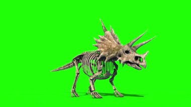 Triceratops İskeleti Jurassic Dünya Yeşil Ekran 3D Canlandırma