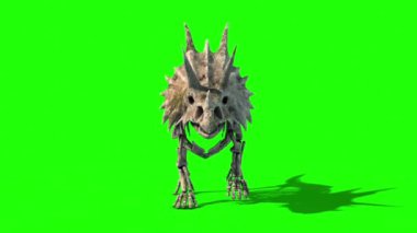 Triceratops İskelet Yürüyüş Önü Jurasik Dünya Yeşil Ekran 3D Canlandırma