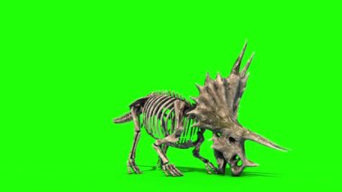 Triceratops İskelet Saldırıları Ön Jurasik Dünya Yeşil Ekran 3B Canlandırma