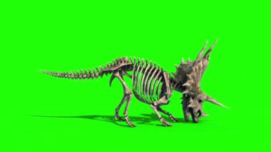 Triceratops İskelet Saldırıları Yana Jurasik Dünya Yeşil Ekran 3B Canlandırma