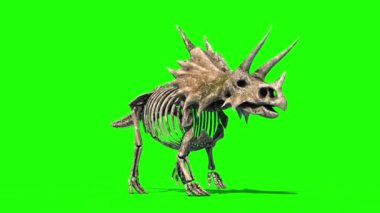 Triceratops İskelet Yürüyüşü Jurasik Dünya Yeşil Ekran 3D Canlandırma