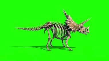 Triceratops İskelet Yürüme Yana Jurasik Dünya Yeşil Ekran 3B Canlandırma