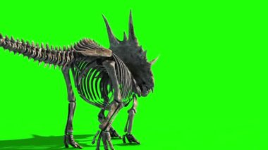 Triceratops İskeleti Jurasik Dünya Yeşil Ekran 3D Canlandırma