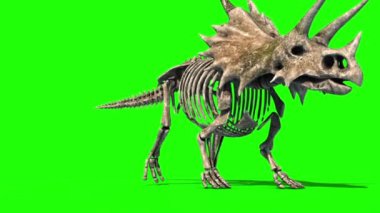Triceratops İskelet Önde Yürür Dünya Yeşil Ekran 3B Canlandırma