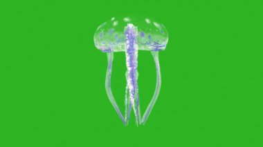 Denizanası Yeşil Ekran Önü 3D Canlandırma 4K