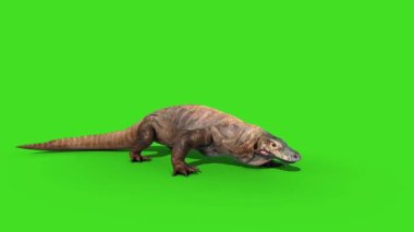 Komodo Ejderhası Varanus Komodoensis Kertenkelesi Yeşil Ekran Canlandırmasına Saldırıyor