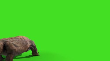 Komodo Ejderhası Varanus Komodoensis Kertenkele Yeşil Ekran Canlandırması 3D