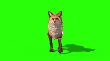 Fox Yürüyüş Önü Yeşil Ekran 3D Canlandırma Hayvanlar