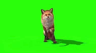 Fox Runcycle Önü Yeşil Ekran 3B Canlandırma Hayvanlar