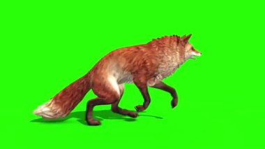 Fox Runcycle Yan Yeşil Ekran 3B Canlandırma Hayvanlar